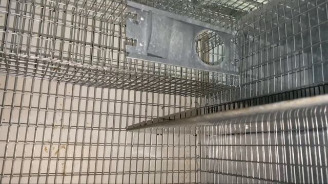 КАК ПОДГОТОВИТЬ ШИНШИЛЛУ К ВЫСТАВКЕ | ВЫСТАВКА ШИНШИЛЛ | СЕЛЬСКОЕ ХОЗЯЙСТВО смотреть онлайн