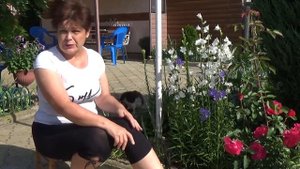 Колокольчик персиколистный Описание  выращивание уход подкормки