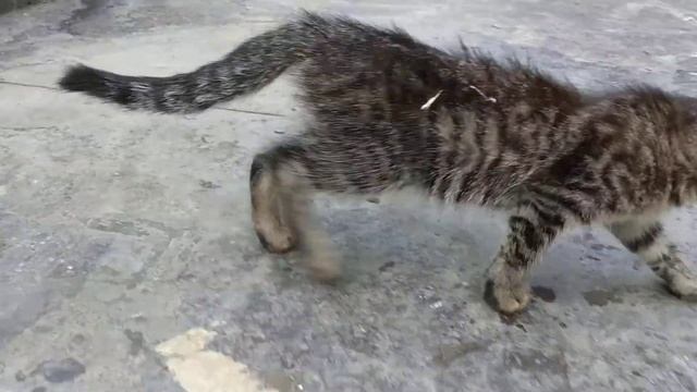 Дворовой котенок ?? смотреть онлайн