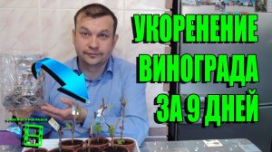 КАК 100% РАЗМНОЖИТЬ РЕДКИЕ СОРТА ВИНОГРАДА ПРИ ПОКУПКЕ? ЧАСТЬ 2.  ЧЕРЕНКИ УКОРЕНИЛИСЬ