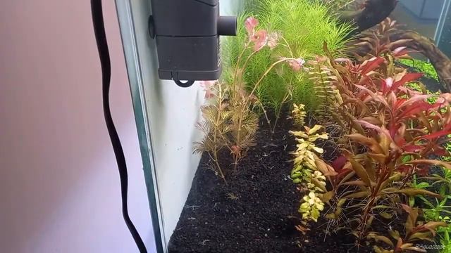 Akvaryuma bitki dikimi смотреть онлайн