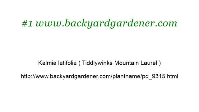 How-To Buy A Kalmia Latifolia Mountain Laurel смотреть онлайн