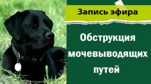 Обструкция мочевыводящих путей у животных | Взгляд хирурга на эту проблему