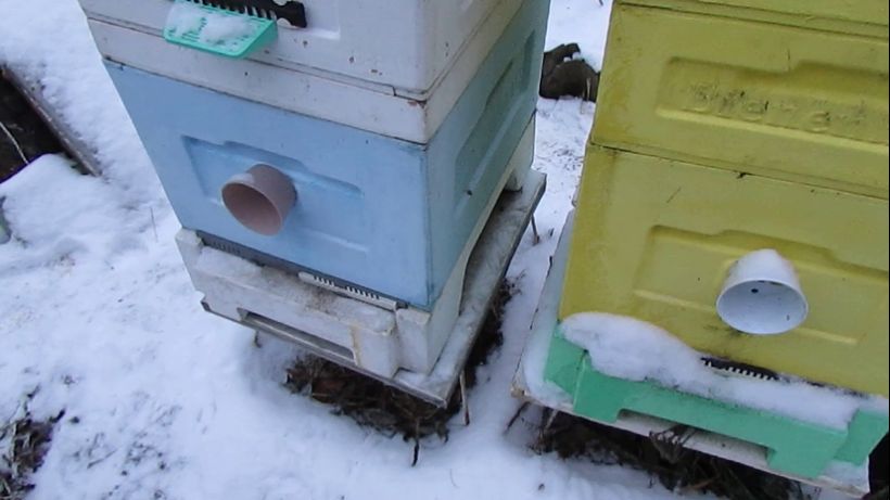 зимняя гибель пчел - в улье есть корм , а пчелы умирают с голоду - часть 1