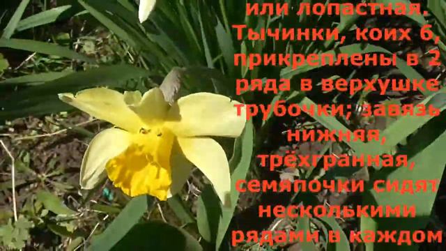 Нарциссы смотреть онлайн