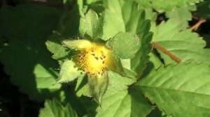 Дюшенея - неприхотливое растение. Для газона, подвесных корзин, опор. Сад и огород выпуск 228