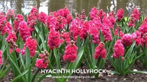 Hyacinth 'Hollyhock' - FarmerGracy.co.uk