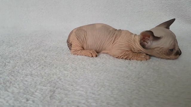 Котенок породы бамбино смотреть онлайн