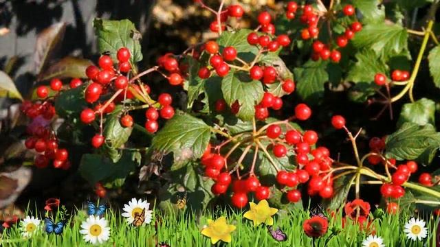 Калина обыкновенная Компактум ? Обзор: посадка и уход. саженцы, крупномеры: описание и особенности смотреть онлайн