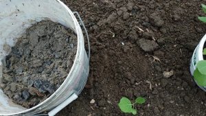 Высадка рассады капусты в грунт.Маленькие  хитрости высадки рассады в грунт.