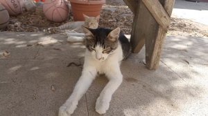 КОШКИ СПЯТ | Кошки отдыхают