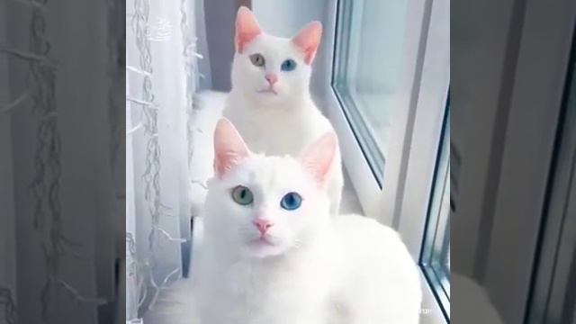 Мучизаи Иллохи смотреть онлайн