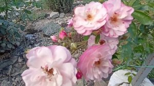 Обзор роз в саду, Аляска, Лавандер Лесси, Индиголлета, Леонс, Энджел Фейс.