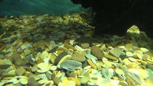 Псевдоскат Севилья. Beaufortia leveretti