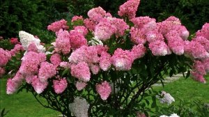 ГОРТЕНЗИИ МЕТЕЛЬЧАТЫЕ. ЧАСТЬ 2. НЕПРИХОТЛИВЫЕ СОРТА.  Hydrangea paniculata. Unpretentious varieties