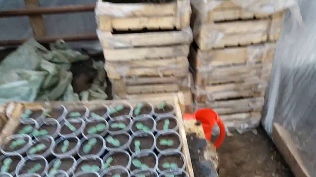 Пикировка огурца смотреть онлайн