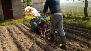 Боронование картофеля мотоблоком Мтз-12. (Сезон 2020).