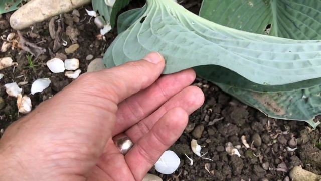 Hosta sieboldiana, Blaublatt-Funkie смотреть онлайн