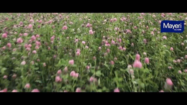 Mayeri ALL-CARE капсулы для стирки белья с натуральными ароматами - Color & Universal смотреть онлайн