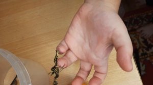 Бабочка вылупилась. Бабочка махаон. Бабочкаиз куколки в домашних условиях.