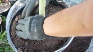 Папайя бразильская на подоконнике, пересадка в большой горшок