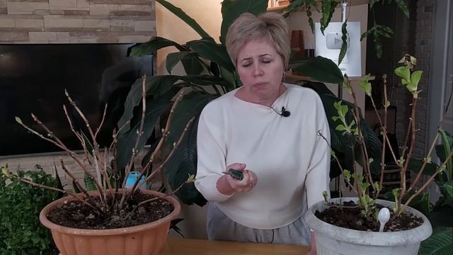 КРУПНОЛИСТНАЯ ГОРТЕНЗИЯ ИЗ ПОДВАЛА, НЕ ДОПУСКАЕМ ОШИБОК!!! / Садовый гид