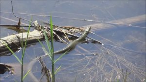 Ужи водяные