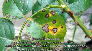 Почему чернеют листья у розы и что делать