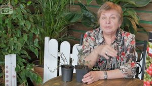 КЛЮКВА ✅ Выращивание клюквы в саду