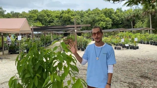 Magnolia champaca... get some Joy! смотреть онлайн