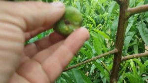 Инжирные нектарины,Донат и Концетина. Что лучше?