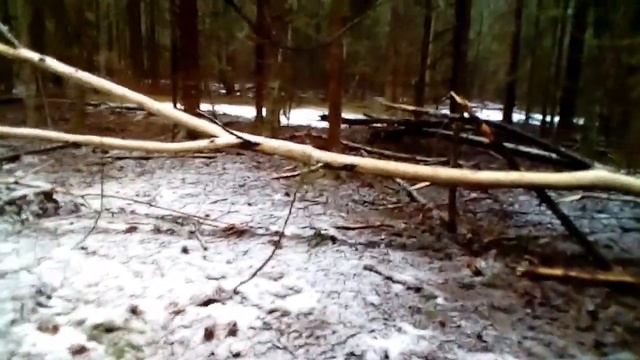 Прогулка по лесу #рога лося смотреть онлайн