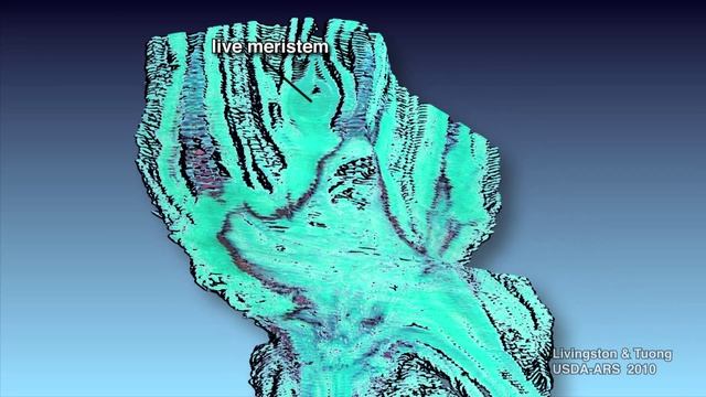 3D Reconstruction of Frozen Plant смотреть онлайн