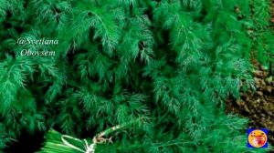 С 3 КУСТОВ КИЛОГРАММ УКРОПА.УРОЖАЙНЫЙ КУСТОВОЙ СОРТ КУСТИКИ МОЩНЫЕ,РАСКИДИСТЫЕ.НЕ УСПЕВАЕМ СРЕЗАТЬ