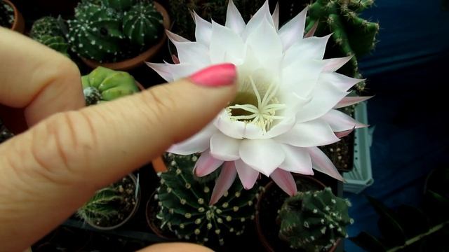 Echinopsis oxygona 'Easter Lily Cactus' in gorgeous lilac bloom смотреть онлайн