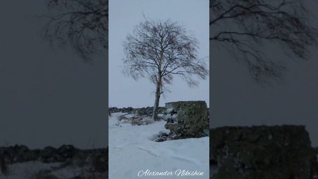 Остров одного дерева.