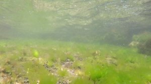 Подводное царство прекрасно