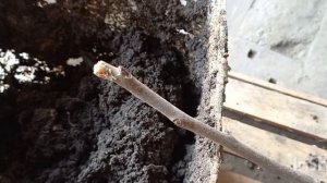 неудачное хранение саженцев хурмы