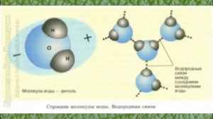 Биология 10 кл Проф уровень $6 Химический состав клетки. Вода и минеральные вещества