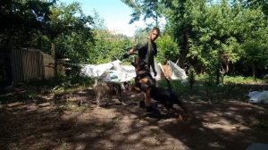 алабай как ротвейлер 5 месяцев почти))))
