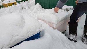 Зимовка бакфаста на воле на Урале