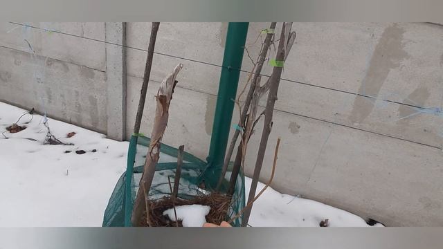 Укоренение актинидии аргута зимой-весной/ Начало процесса Ч.1 смотреть онлайн