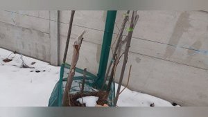 Укоренение актинидии аргута зимой-весной/ Начало процесса Ч.1