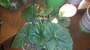 ПРИЩИПКА БЕГОНИИ С КРУПНЫМ ЦВЕТКОМ/ПЛЮСЫ И МИНУСЫ