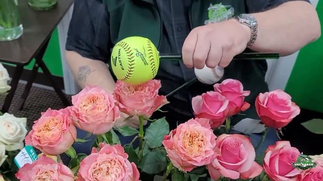 JFTV: New Rose Samples from Breeder, Rosen Tantau with Mike (Live Studio Audience) смотреть онлайн