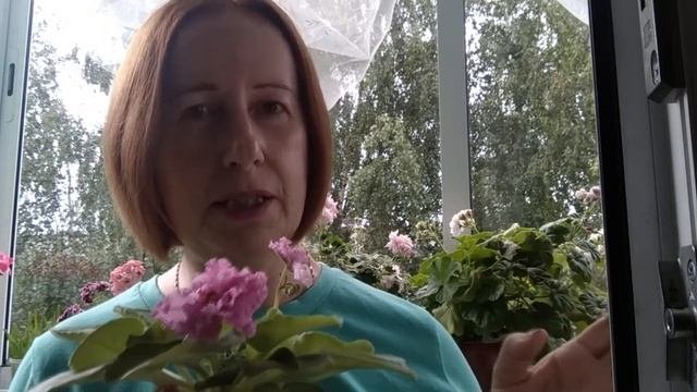 Выращивание фиалок./ Отвечаю на ваши вопросы.