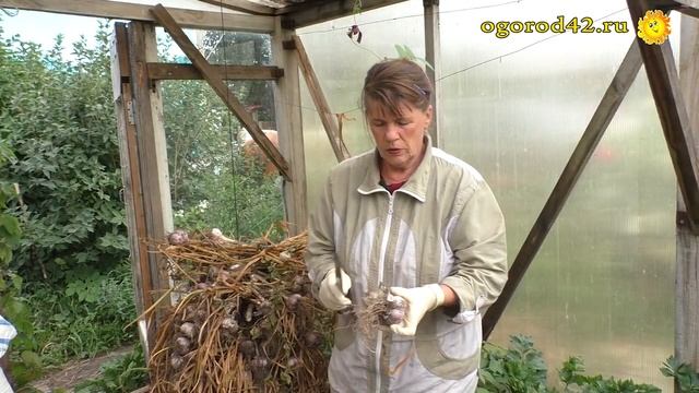 Какой чеснок выбрать для посадки смотреть онлайн