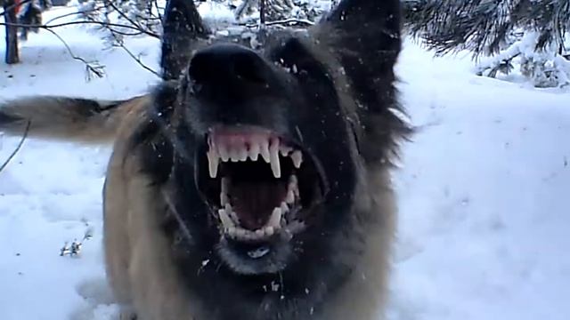 что видит пострадавший когда собака его находит.AVI смотреть онлайн