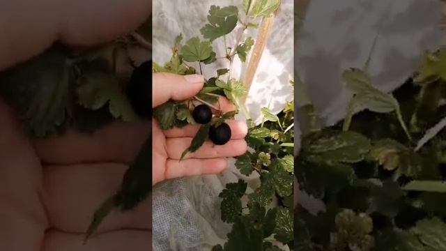 28. Собираем урожай на даче/садим яблони и груши/садим чеснок/сентябрь2021 смотреть онлайн