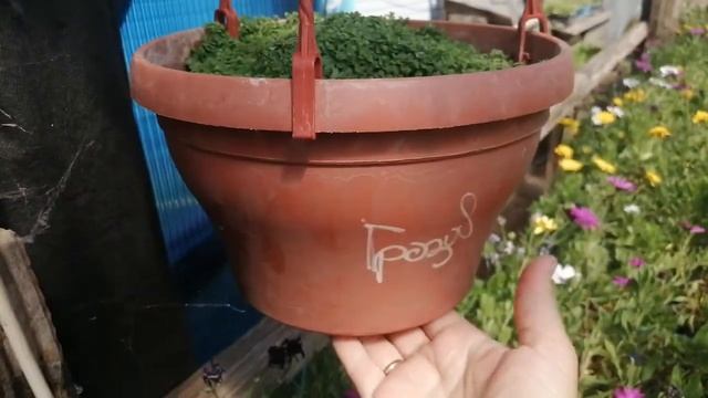 Микромята зацвела!! смотреть онлайн